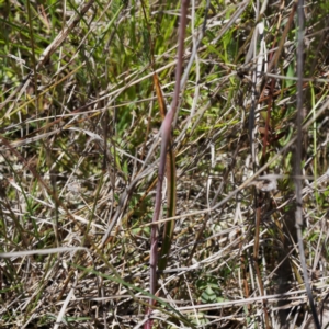 Thelymitra peniculata at Throsby, ACT - suppressed