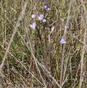 Thelymitra peniculata at Throsby, ACT - suppressed