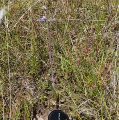 Thelymitra peniculata at Throsby, ACT - 24 Oct 2021