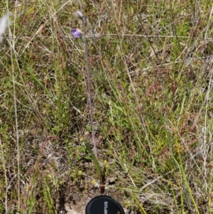 Thelymitra peniculata at Throsby, ACT - suppressed