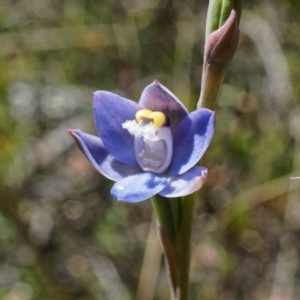 Thelymitra peniculata at Throsby, ACT - suppressed