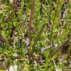 Thelymitra peniculata at Throsby, ACT - suppressed