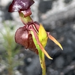 Caleana major (Large Duck Orchid) at Wollemi National Park - 3 Nov 2020 by JVR