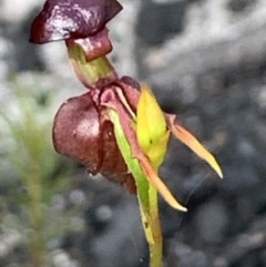 Caleana major (Large Duck Orchid) at Colo Heights, NSW - 3 Nov 2020 by JVR