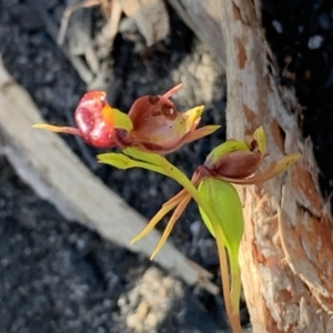 Caleana major at Colo Heights, NSW - suppressed