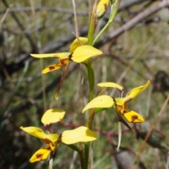 Diuris sulphurea (Tiger Orchid) at Goorooyarroo NR (ACT) - 24 Oct 2021 by DPRees125