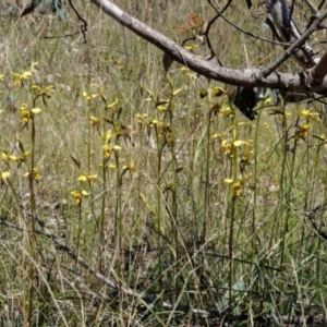 Diuris sulphurea at Throsby, ACT - suppressed