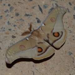 Opodiphthera eucalypti (Emperor Gum Moth) at Yass River, NSW - 27 Oct 2021 by 120Acres