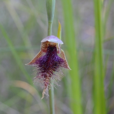 Calochilus platychilus (Purple Beard Orchid) at Yass River, NSW - 25 Oct 2021 by 120Acres