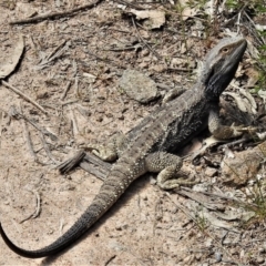 Pogona barbata (Eastern Bearded Dragon) at Paddys River, ACT - 30 Oct 2021 by JohnBundock