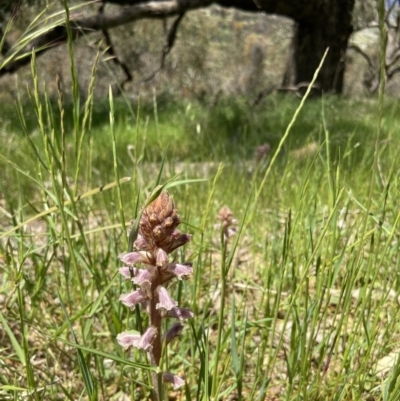 Orobanche minor (Broomrape) at Casey, ACT - 30 Oct 2021 by JJJ