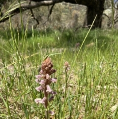 Orobanche minor (Broomrape) at Casey, ACT - 30 Oct 2021 by JJJ