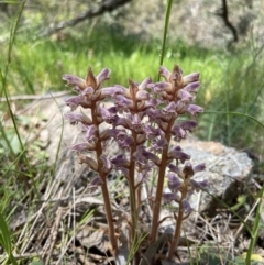 Orobanche minor at Casey, ACT - 30 Oct 2021 12:55 PM