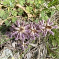 Orobanche minor at Casey, ACT - 30 Oct 2021 12:55 PM