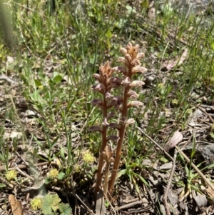 Orobanche minor at Casey, ACT - 30 Oct 2021 12:55 PM