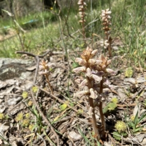 Orobanche minor at Casey, ACT - 30 Oct 2021