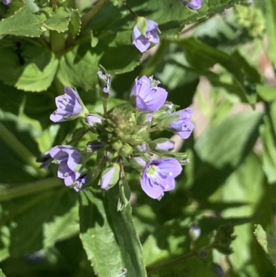 Veronica anagallis-aquatica (Blue Water Speedwell) at Namadgi National Park - 19 Oct 2021 by RAllen