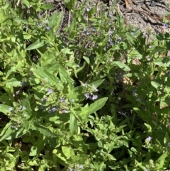 Veronica anagallis-aquatica at Booth, ACT - 19 Oct 2021