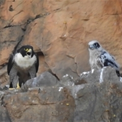 Falco peregrinus (Peregrine Falcon) at Kambah, ACT - 30 Oct 2021 by JohnBundock