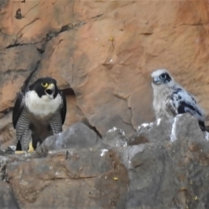 Falco peregrinus at Kambah, ACT - 30 Oct 2021 01:18 PM