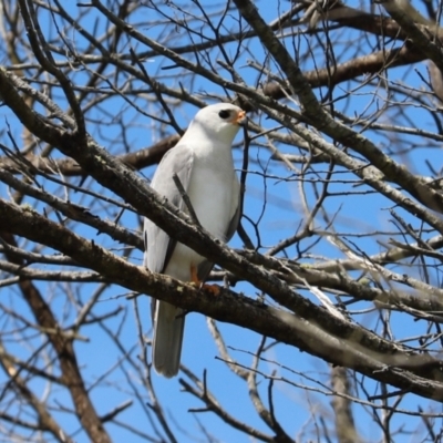 Tachyspiza novaehollandiae (Grey Goshawk) at Eden, NSW - 28 Oct 2021 by Tammy