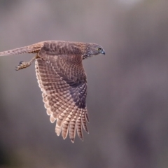 Tachyspiza fasciata (Brown Goshawk) at Fyshwick, ACT - 19 Jul 2015 by Leo