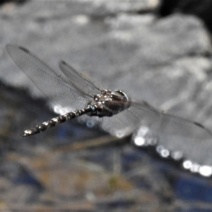 Adversaeschna brevistyla at Paddys River, ACT - 30 Oct 2021