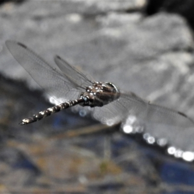 Adversaeschna brevistyla (Blue-spotted Hawker) at Bullen Range - 30 Oct 2021 by JohnBundock