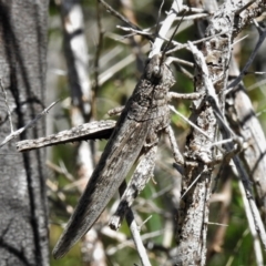 Coryphistes ruricola (Bark-mimicking Grasshopper) at Paddys River, ACT - 30 Oct 2021 by JohnBundock