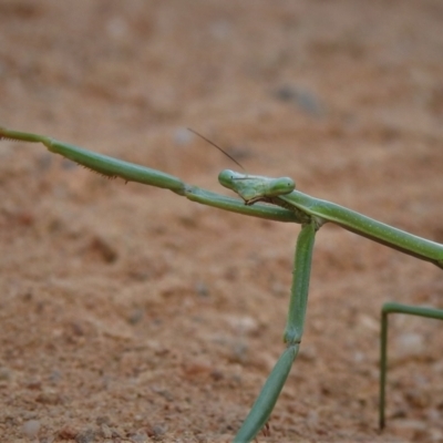 Unidentified Praying mantis (Mantodea) at Paddys River, ACT - 30 Oct 2021 by JohnBundock