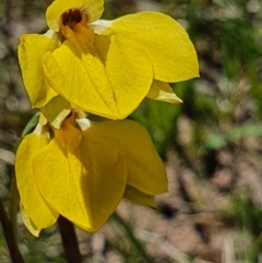 Diuris monticola (Highland Golden Moths) at Shannons Flat, NSW - 29 Oct 2021 by JediNME