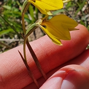 Diuris monticola at Shannons Flat, NSW - suppressed