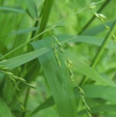 Ehrharta erecta (Panic Veldtgrass) at O'Connor, ACT - 30 Oct 2021 by MichaelBedingfield