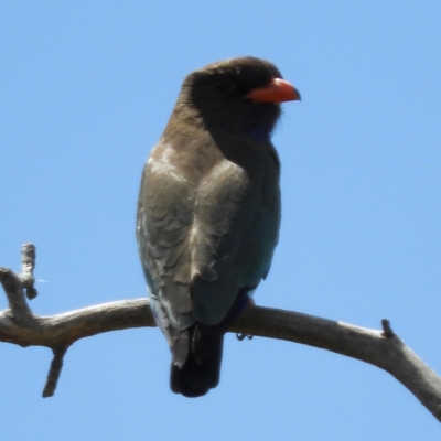 Eurystomus orientalis (Dollarbird) at Tharwa Bridge - 28 Oct 2021 by MatthewFrawley