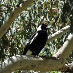 Gymnorhina tibicen (Australian Magpie) at Tharwa Bridge - 28 Oct 2021 by MatthewFrawley
