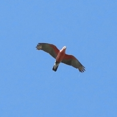 Eolophus roseicapilla (Galah) at Point Hut to Tharwa - 28 Oct 2021 by MatthewFrawley