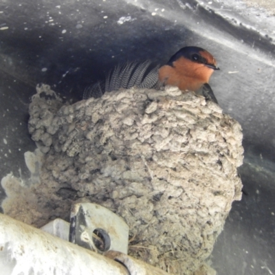 Hirundo neoxena (Welcome Swallow) at Tharwa Bridge - 28 Oct 2021 by MatthewFrawley