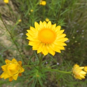 Xerochrysum viscosum at Kambah, ACT - 30 Oct 2021 02:56 PM