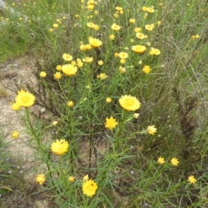 Xerochrysum viscosum at Kambah, ACT - 30 Oct 2021