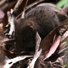 Antechinus mimetes mimetes (Dusky Antechinus) at Tidbinbilla Nature Reserve - 30 Oct 2021 by drrthomas