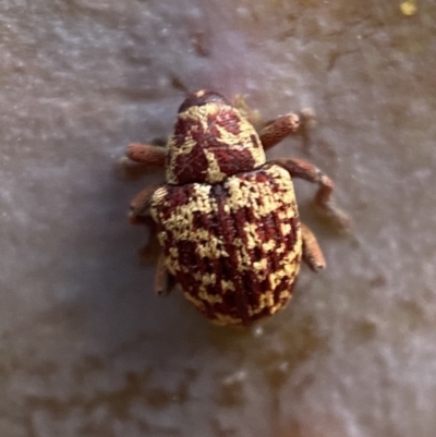 Lybaeba metasternalis (Weevil) at QPRC LGA - 30 Oct 2021 by Steve_Bok