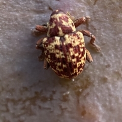 Lybaeba metasternalis at Jerrabomberra, NSW - 30 Oct 2021