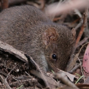 Antechinus mimetes mimetes at Paddys River, ACT - 30 Oct 2021