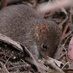 Antechinus swainsonii (TBC) at Paddys River, ACT - 30 Oct 2021 by drrthomas