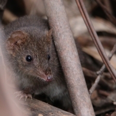 Antechinus mimetes mimetes at Paddys River, ACT - 30 Oct 2021