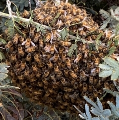 Apis mellifera (European honey bee) at QPRC LGA - 30 Oct 2021 by Steve_Bok
