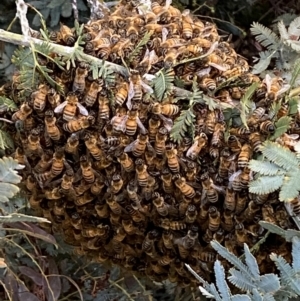 Apis mellifera at Jerrabomberra, NSW - 30 Oct 2021