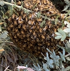 Apis mellifera at Jerrabomberra, NSW - 30 Oct 2021