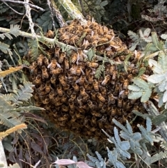 Apis mellifera at Jerrabomberra, NSW - 30 Oct 2021