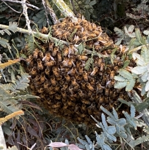 Apis mellifera at Jerrabomberra, NSW - 30 Oct 2021